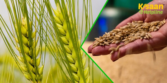Wheat Varieties: गेहूं की ये दो नई किस्में भीषण गर्मी में भी समय पर होगी तैयार, होगी अच्छी पैदावार